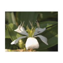 flower postcards