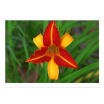 Flower Postcard