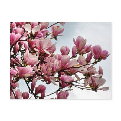 Flower postcard 79