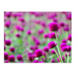 flower postcards
