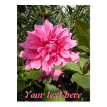 Flower Postcards