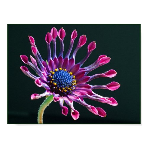 Flower poster print