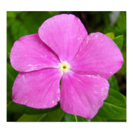 flower poster print