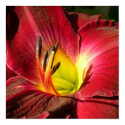 Flower Poster posters by Prata623 Flower Poster posters