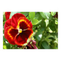 Flower posters