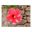 Flower posters