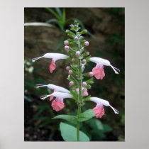 Flower Poster