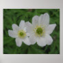 flower posters