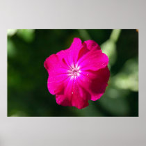 Flower posters