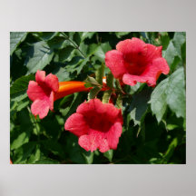 Flower Poster