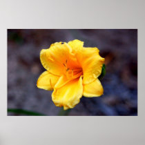 Flower posters