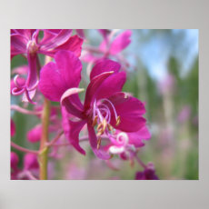 Flower posters