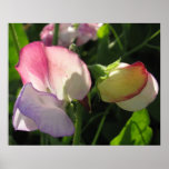 Flower Posters