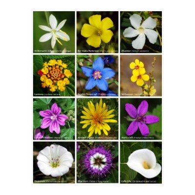 Flower Poster 2 by beverlytazangel