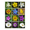 Flower Poster 2 posters by beverlytazangel Flower Poster 2 posters