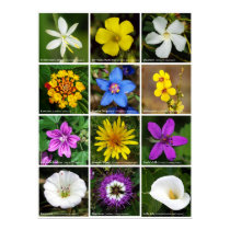 Flower Poster 2 posters