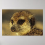 Flower Poster - Royal Whiskers Collection posters