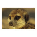 Flower Poster - Royal Whiskers Collection posters