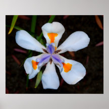 Flower Power 1 Poster
