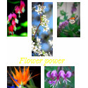 Flower Power design top t-shirts by nwillens Flower Power design top t-shirts