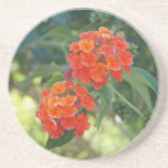 Flower Power & Nature Coaster - Red Lantanas coasters