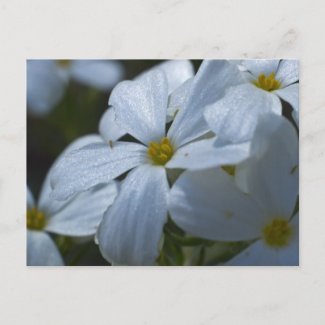 Flower Power Post Card