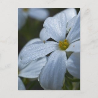 Flower Power Post Cards