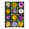 Flower Power posters