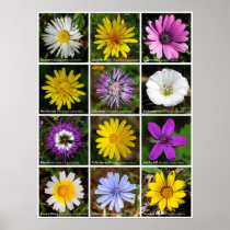 Flower Power Posters
