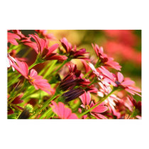 Flower Power posters