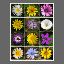 Flower Power posters