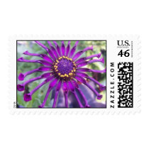 Flower Power Spider Purple Flower postage