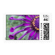 Flower Power Spider Purple postage