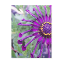 Flower Power Spider Purple postcards by Augie_Designs Flower Power Spider Purple postcards