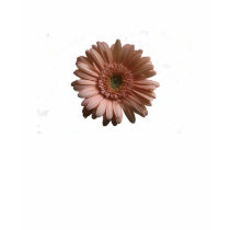 Flower Power t-shirts