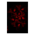 flower posters by nightwing73 flower posters