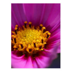 Flower Purple Postcard