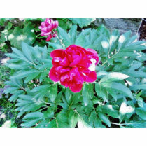 Flower Red Bozur photo sculptures by lifesphere Flower Red Bozur photo sculptures