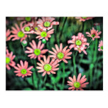 Flower revitalize postcards