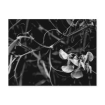 Flower Romance postcards