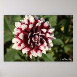 Flower Series - Begonia Print
