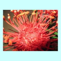 Flower Series Continued I posters