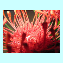 Flower Series II posters