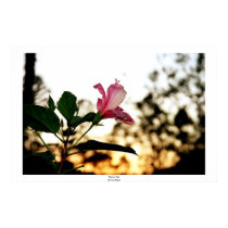 Flower Six posters