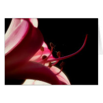 Flower Stamen Card by webgrrl Flower Stamen Card