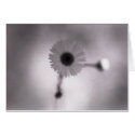Flower Study 2 cards