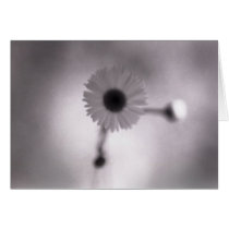 Flower Study 2 cards