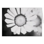 Flower Study 4 Cards