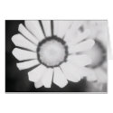 Flower Study 4 cards