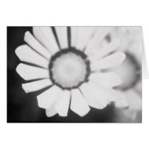 Flower Study 4 cards